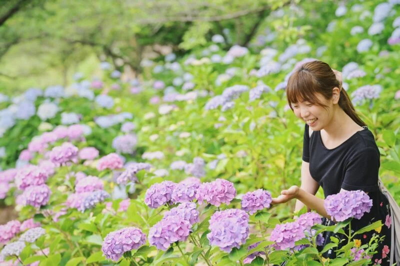 種松山公園西園地の紫陽花 ～ 約13,000株の紫陽花を楽しむプチハイキング