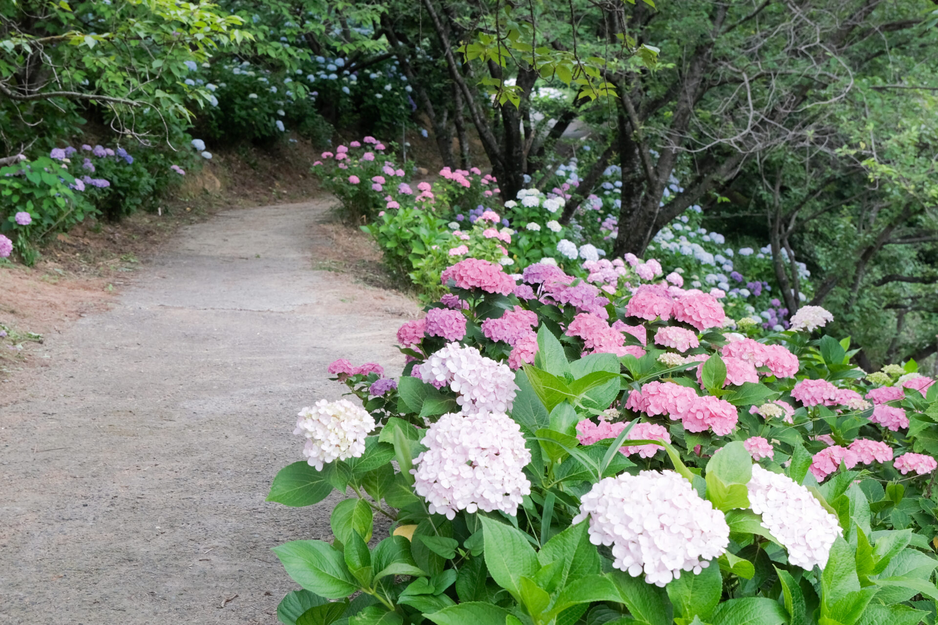 紫陽花