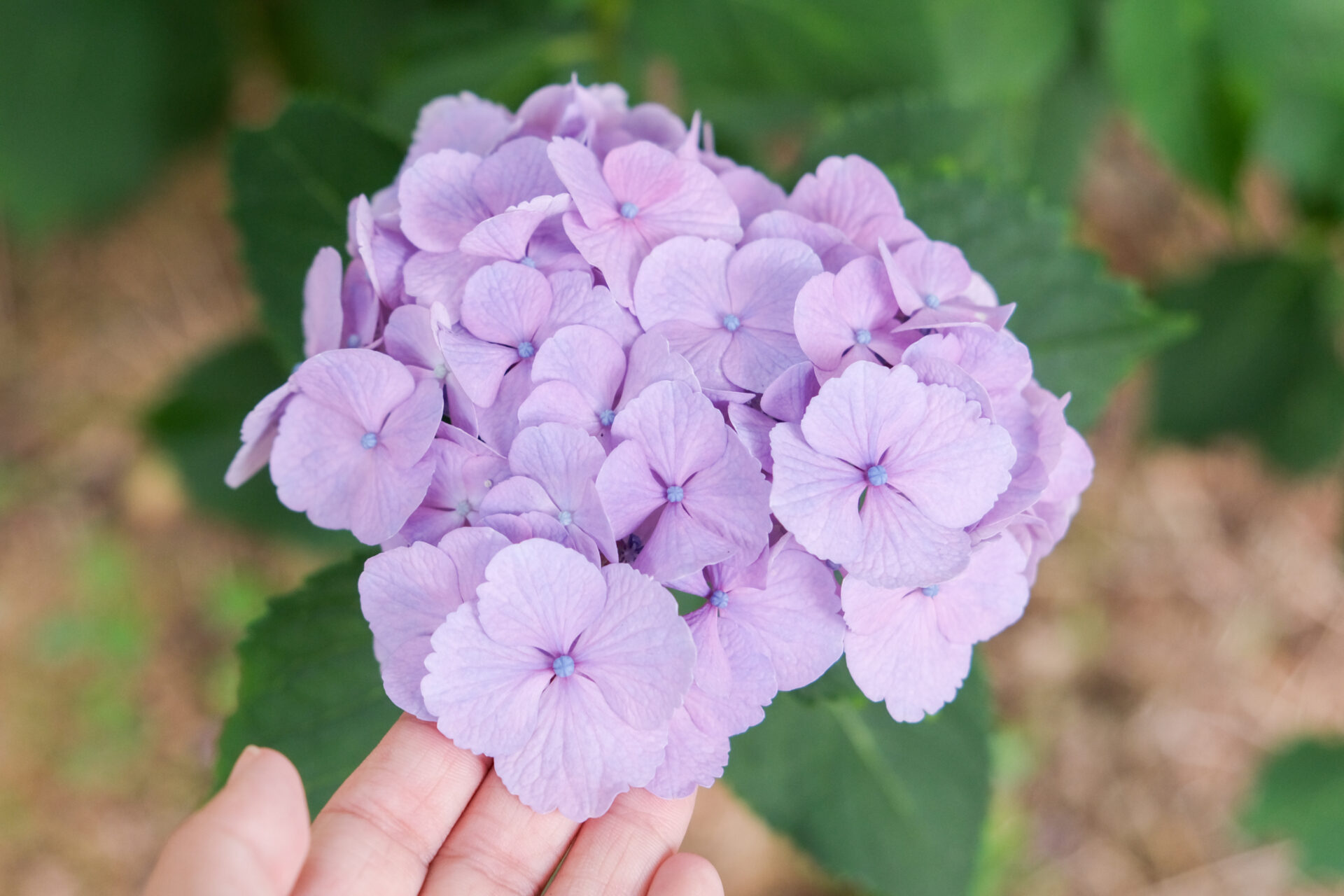 紫色の紫陽花