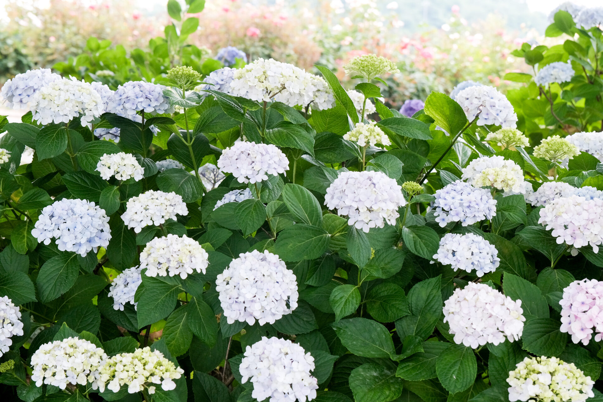 紫陽花とバラ