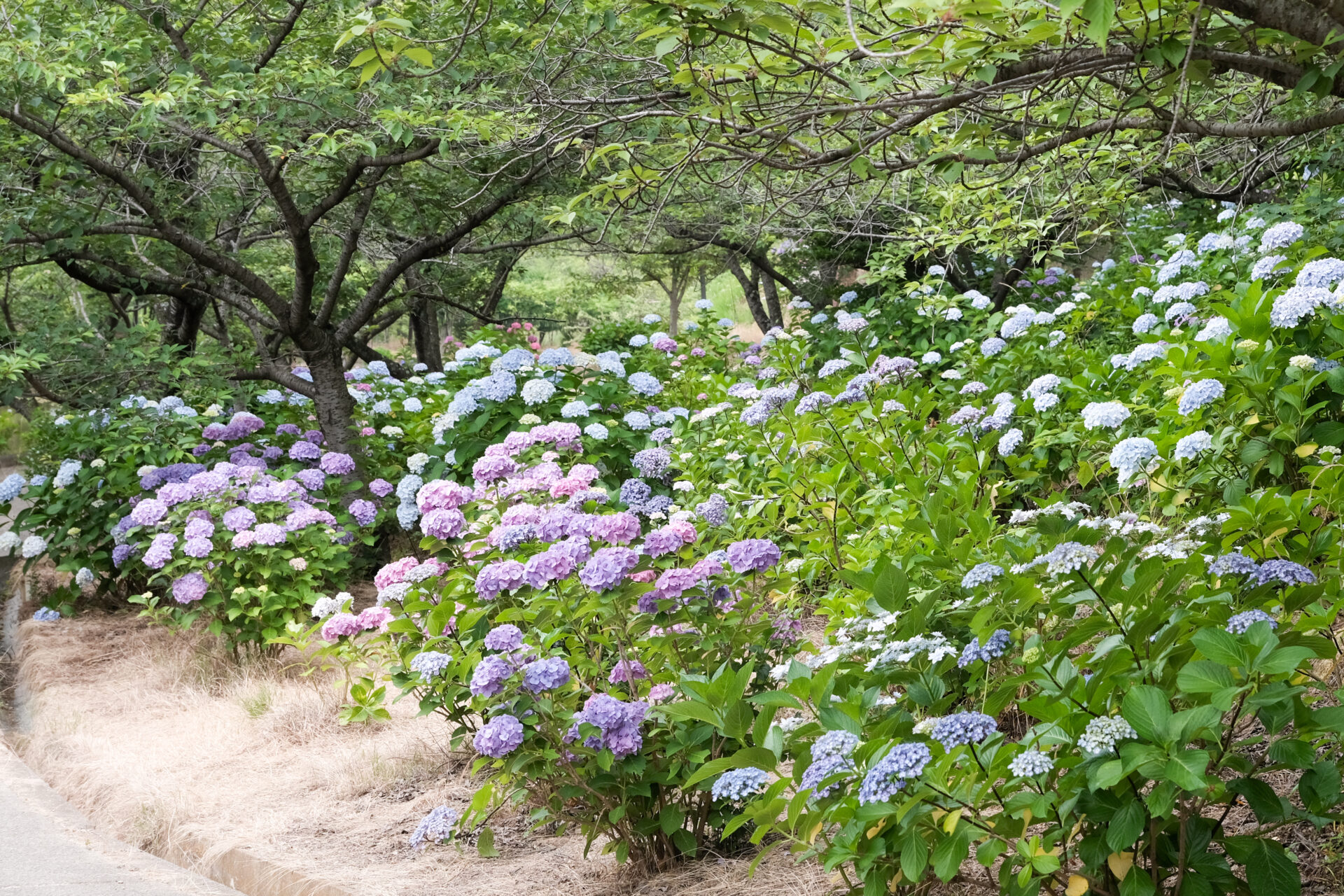 背の高い紫陽花