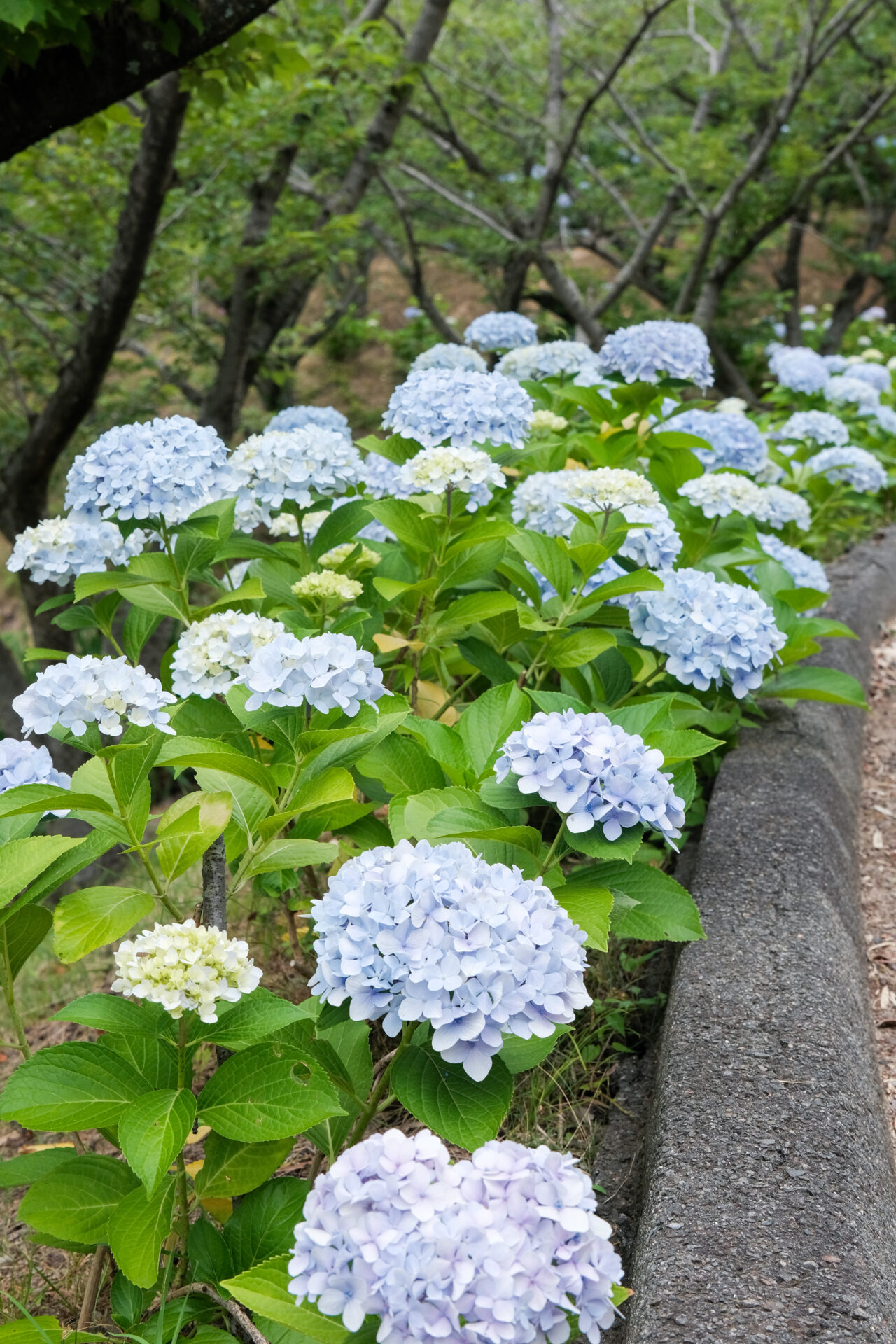紫陽花