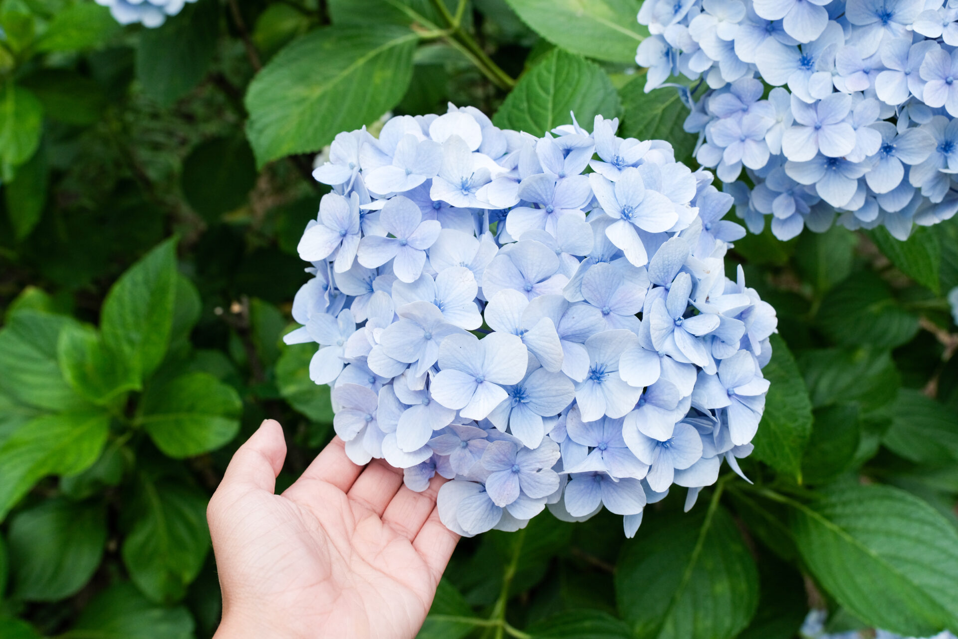水色の紫陽花