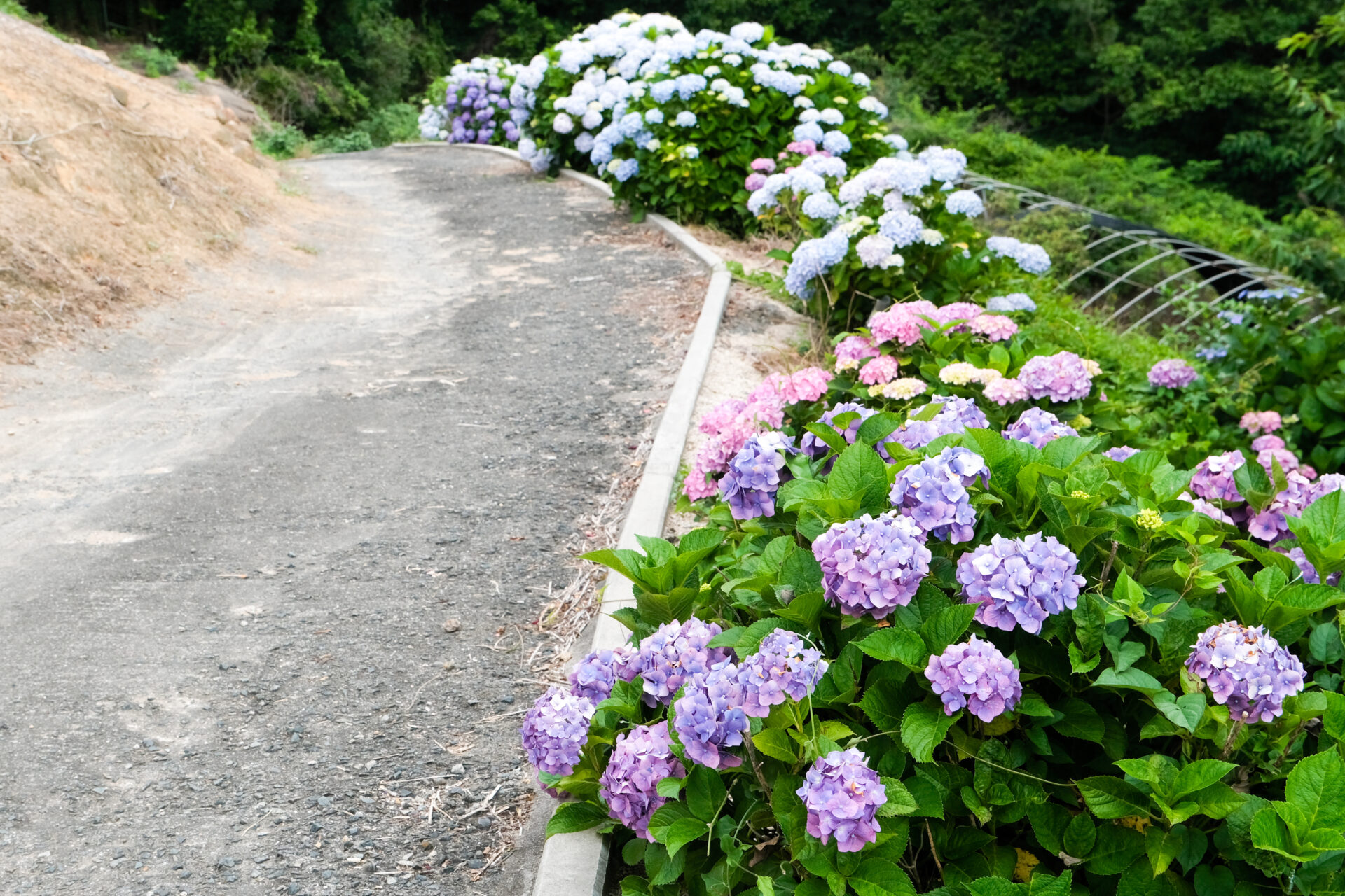 道端の紫陽花