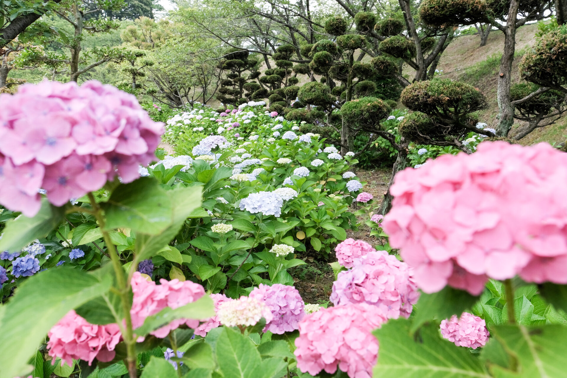 色とりどりの紫陽花