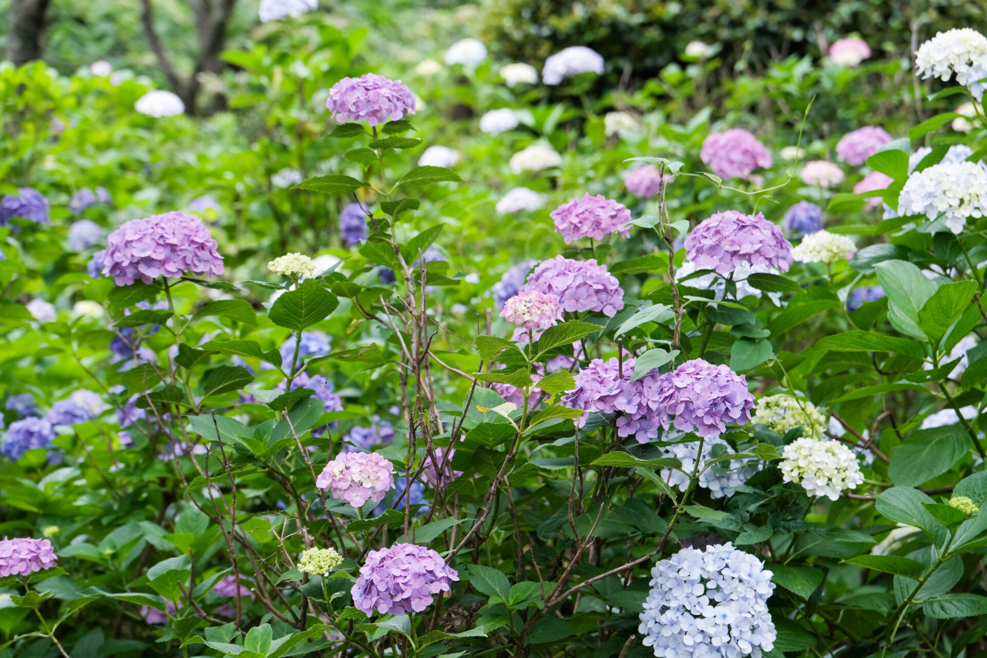 背の高い紫陽花