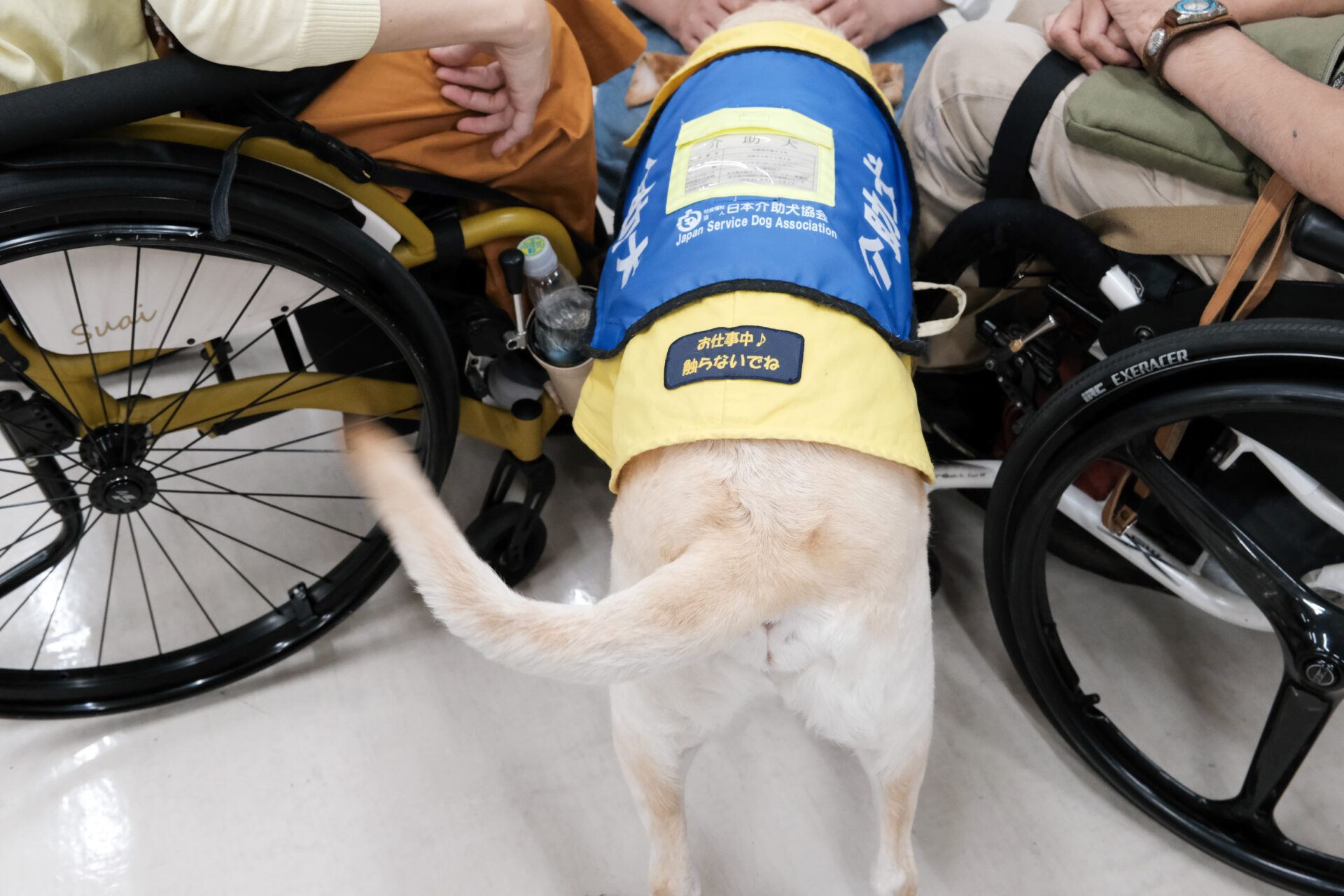 車いすと介助犬