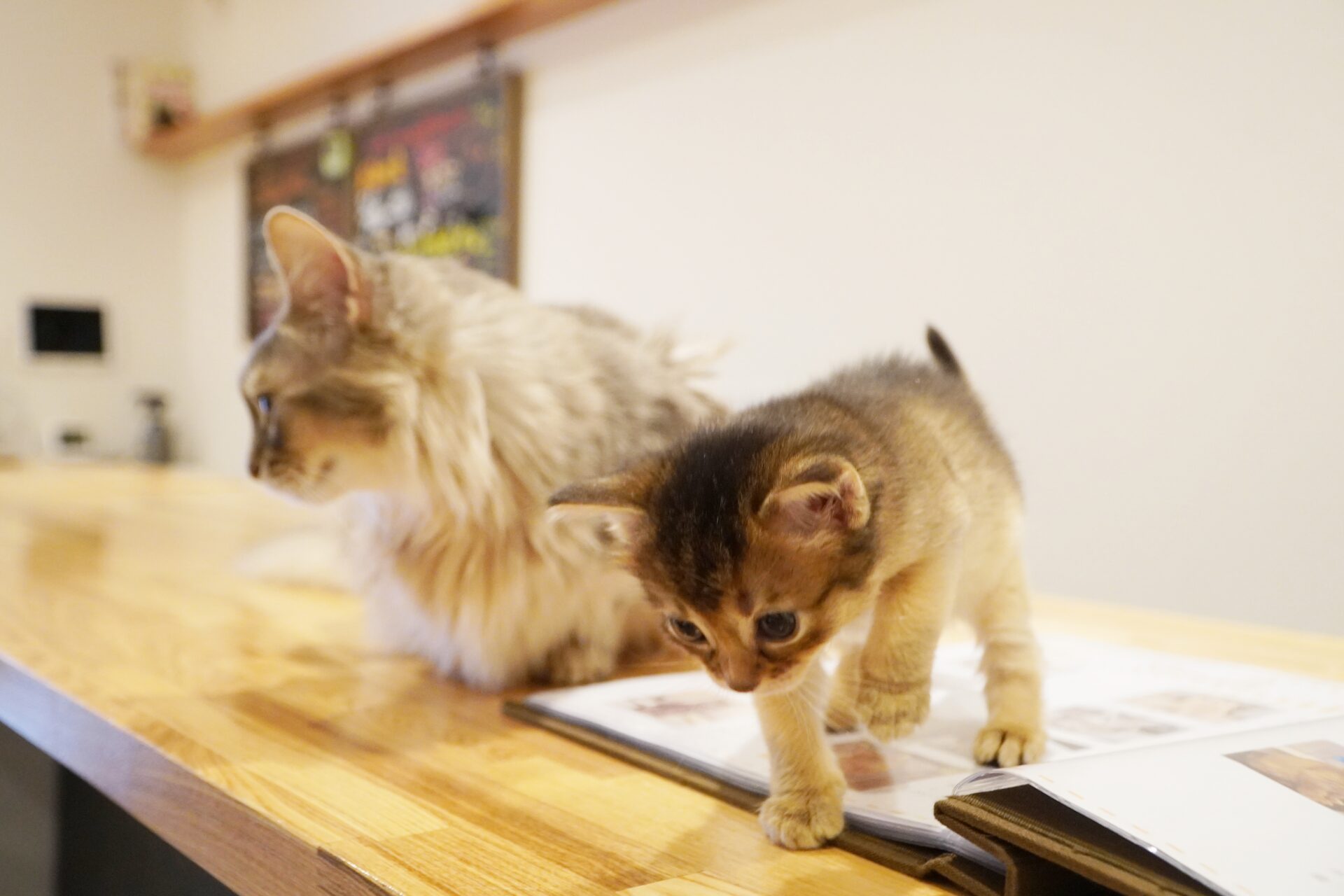 お母さん猫_Somali