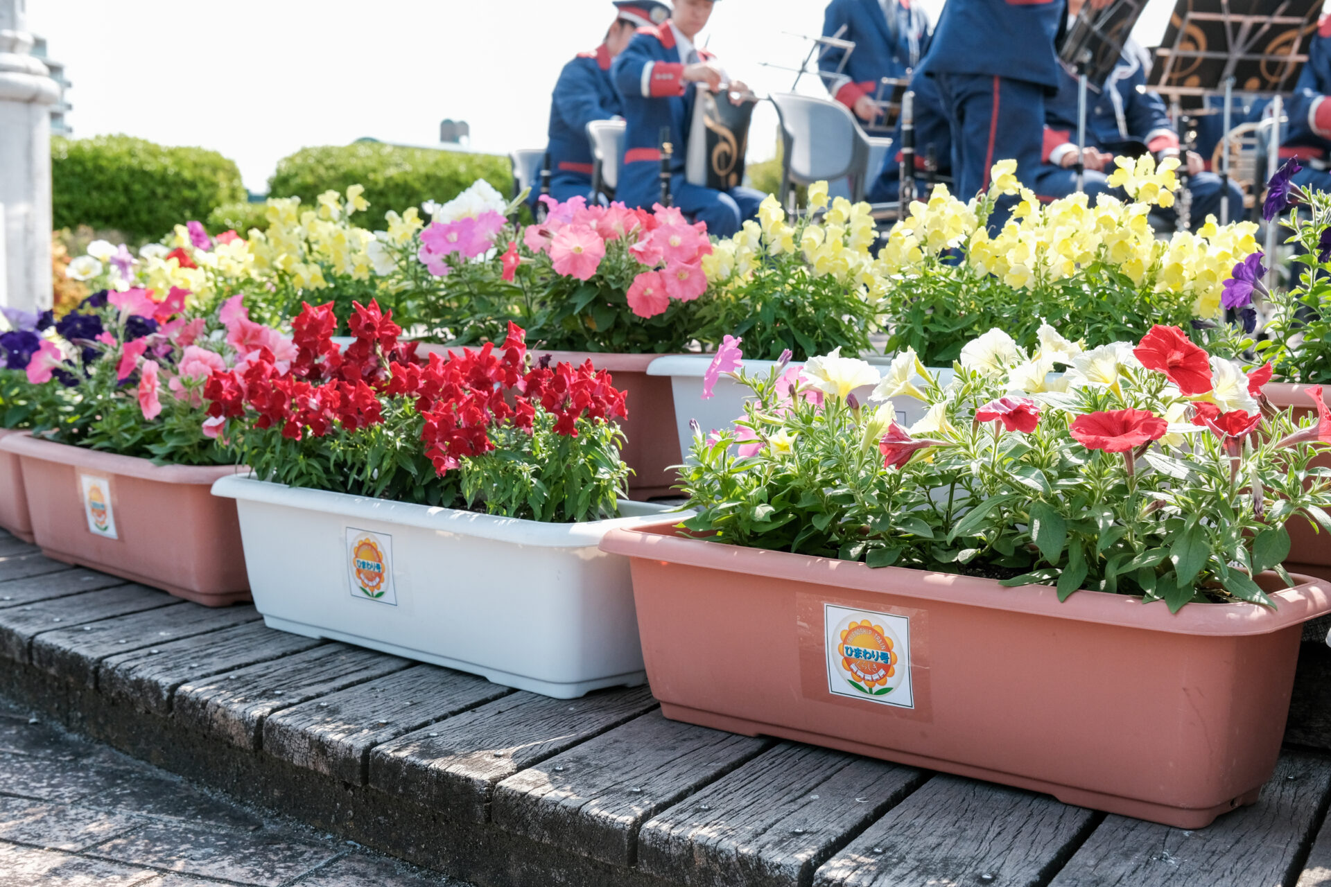 真備の花