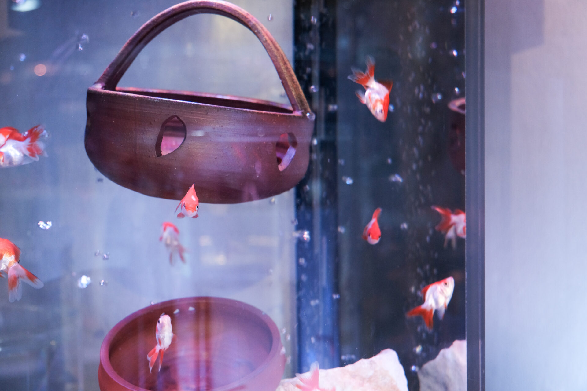 金魚と備前焼のコラボレーション