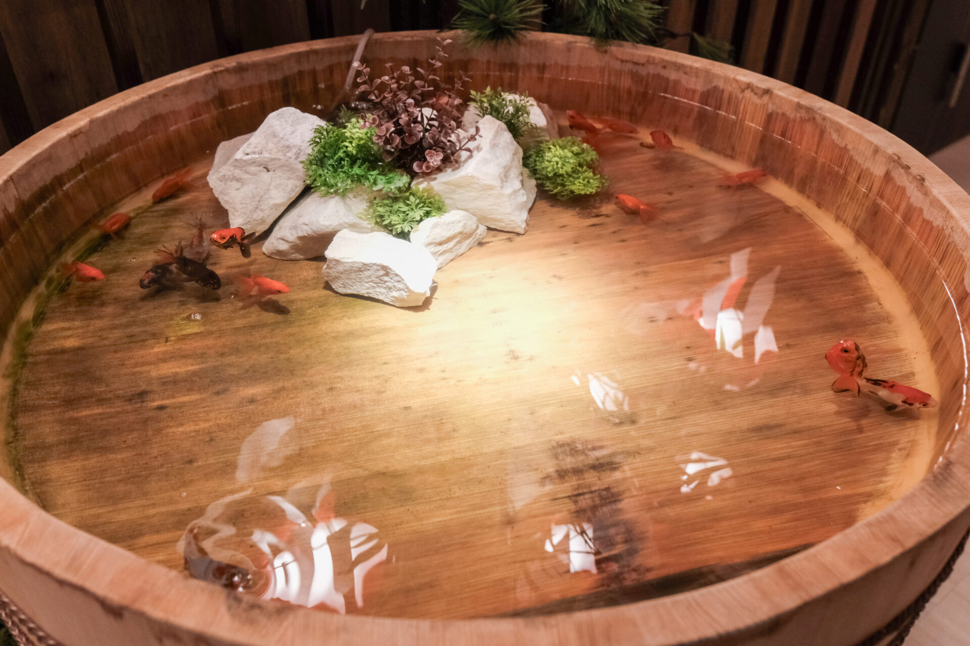 木桶を泳ぐ金魚