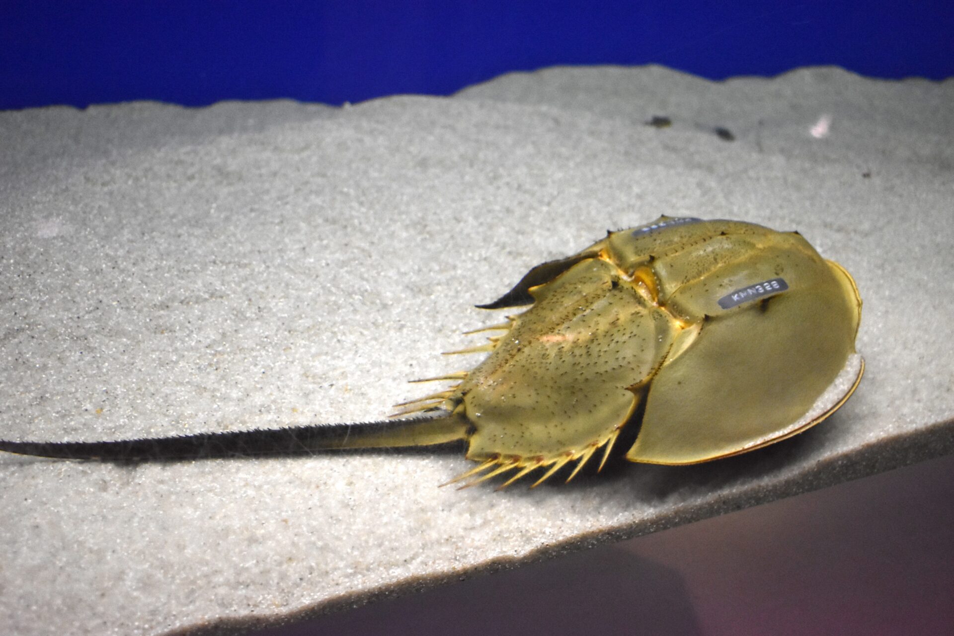 カブトガニのオス(2024年7月25日撮影)※甲羅のタグは博物館がつけたもの