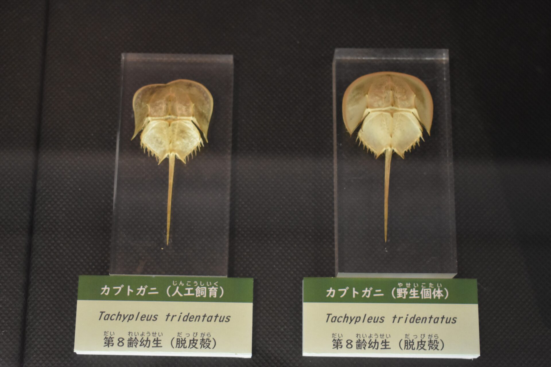 人工飼育のカブトガニ(左)と野生のカブトガニ(右)。「真・カブトガニ」にて2024年7月25日撮影