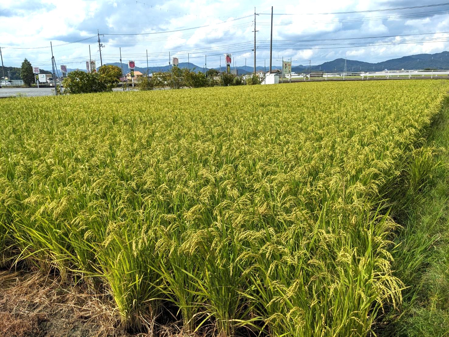 写真提供:農マル園芸 吉備路農園:田んぼ体験で植えた稲穂
