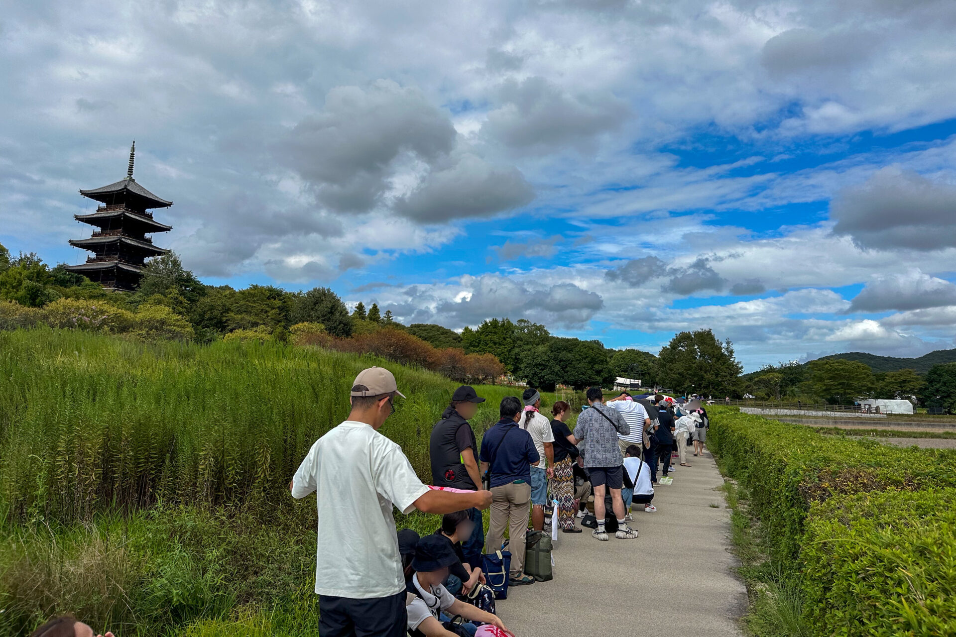 赤米の田んぼ