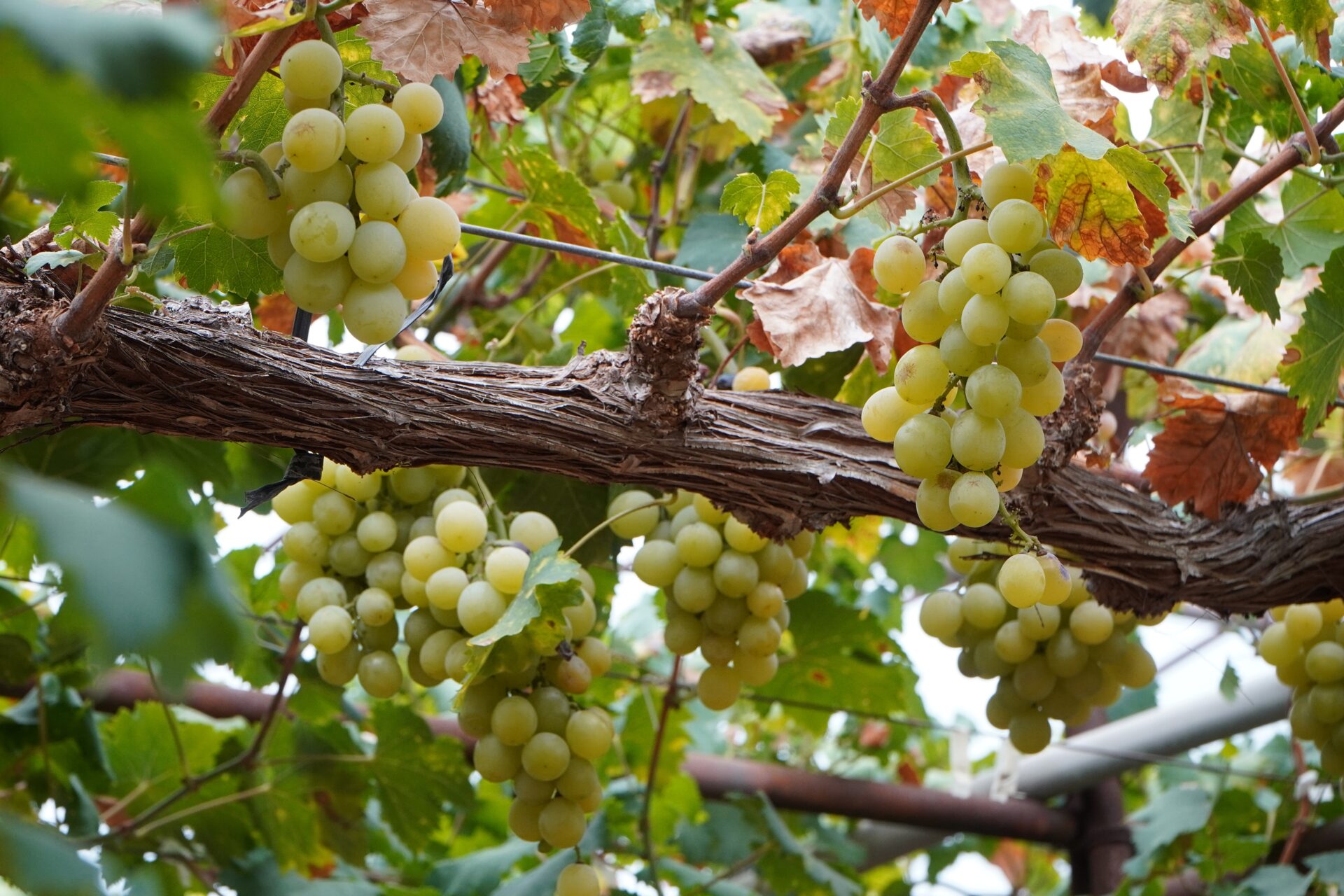 Grapes_GRAPE SHIP