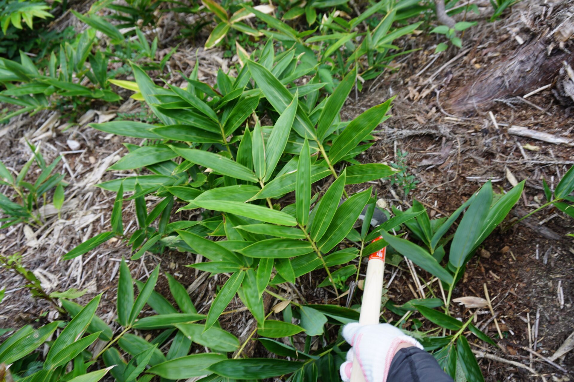 JTの森:下刈り