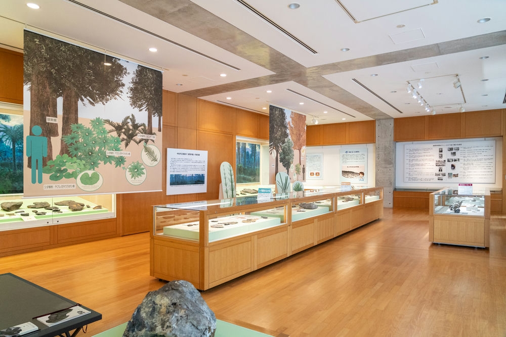 高梁市成羽美術館　植物化石