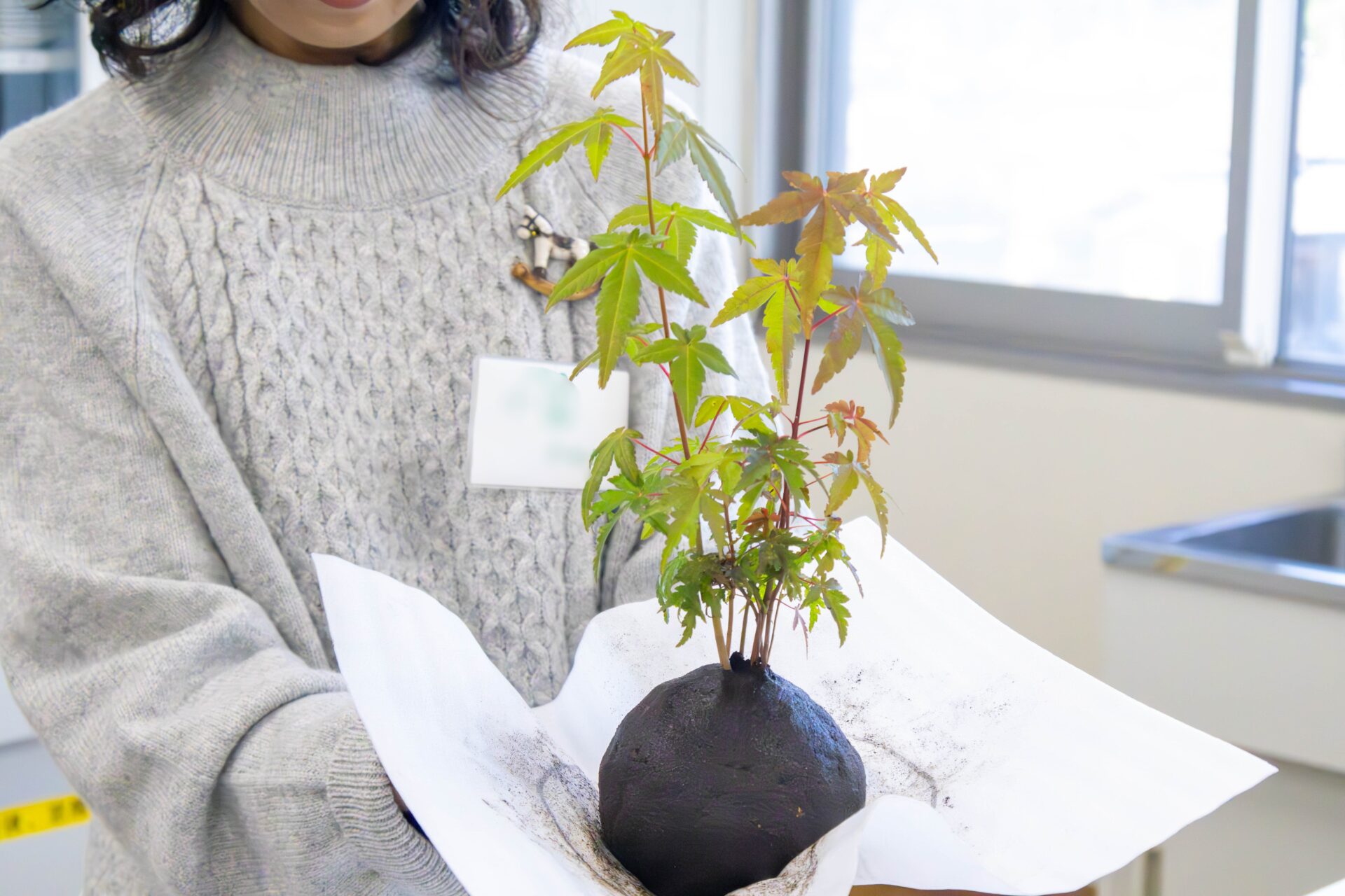 イロハモミジの苔玉