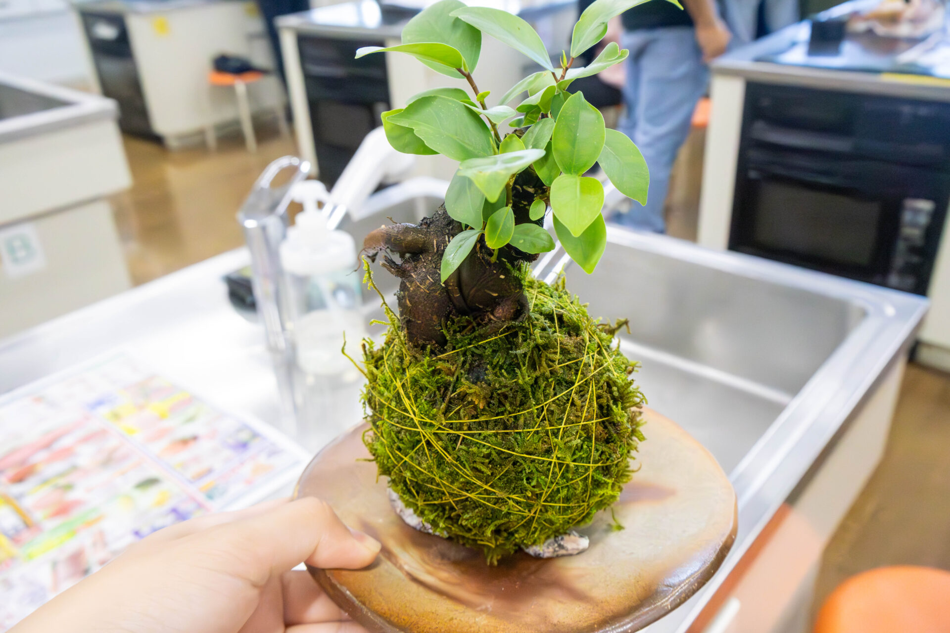 完成した筆者のガジュマル苔玉