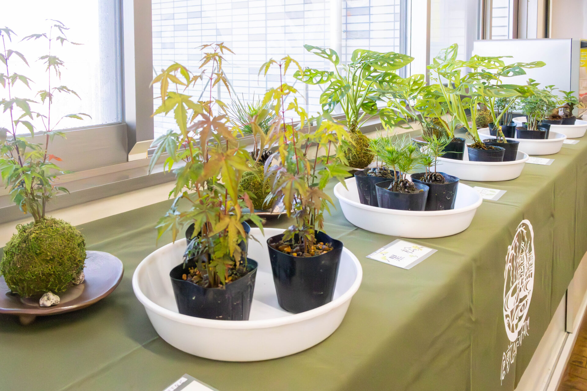 5種類の植物が並ぶ