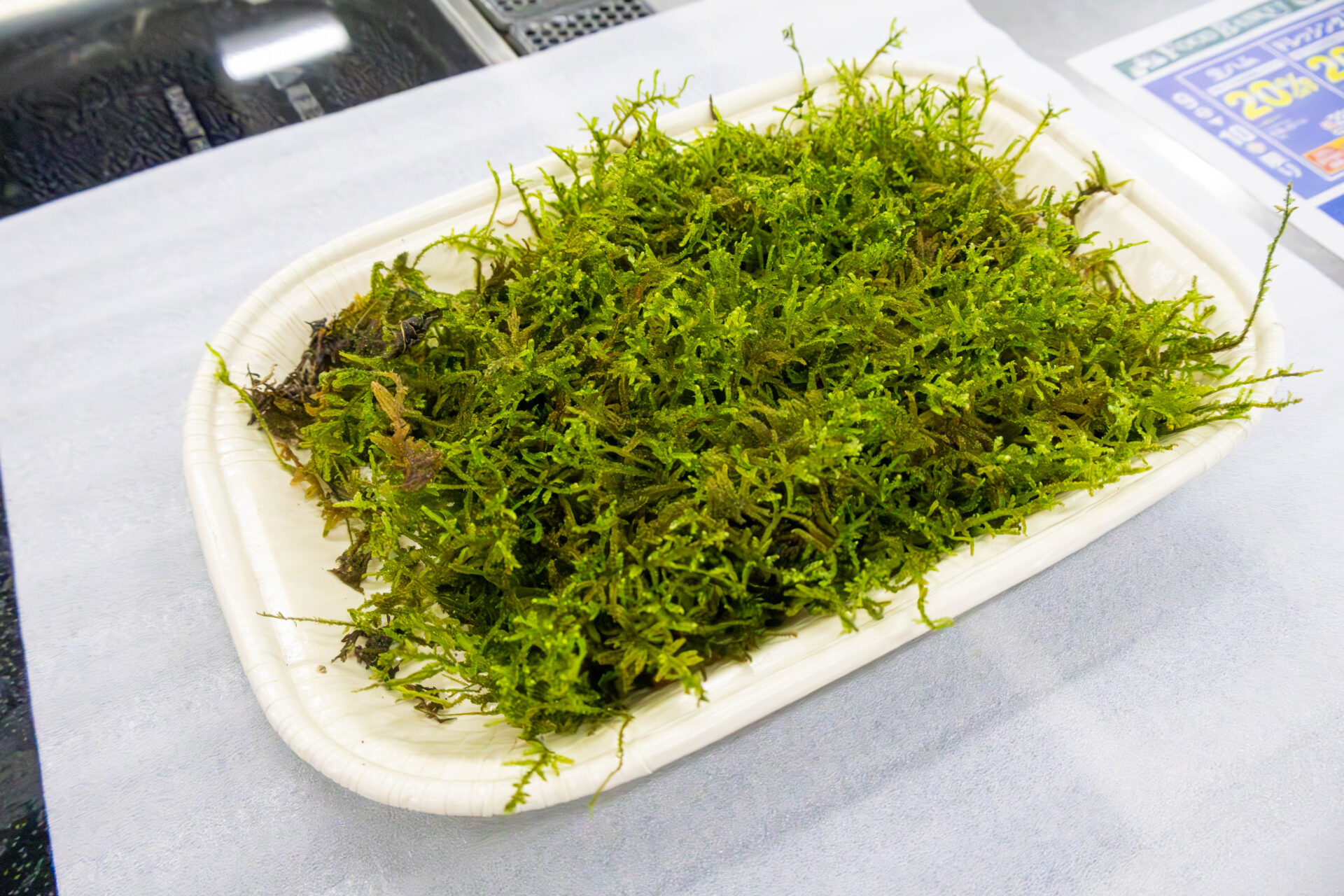 用意されたハイゴケ