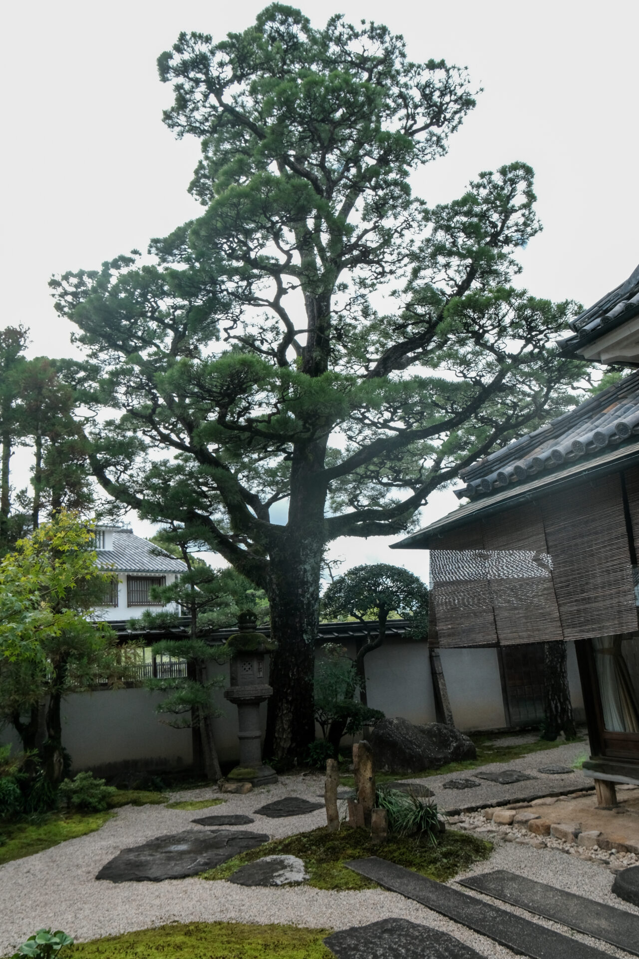 松の木