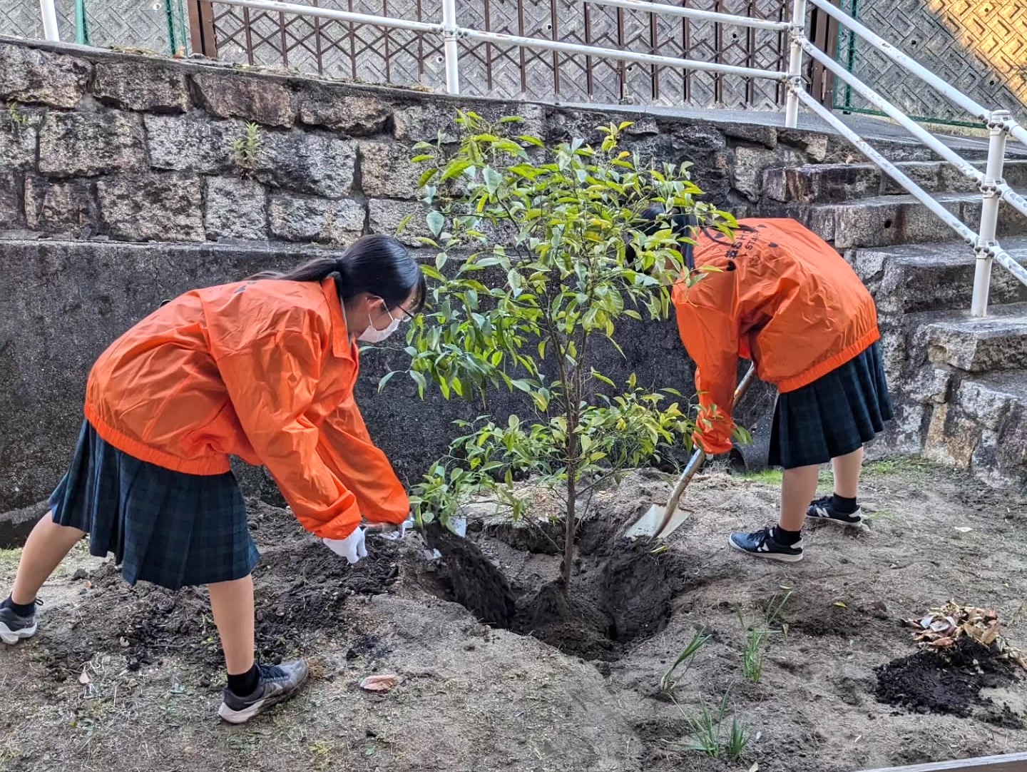 笠岡商業高校の敷地内にダイダイを植樹 画像提供:笠岡商業高校 笠SHOP Instagram