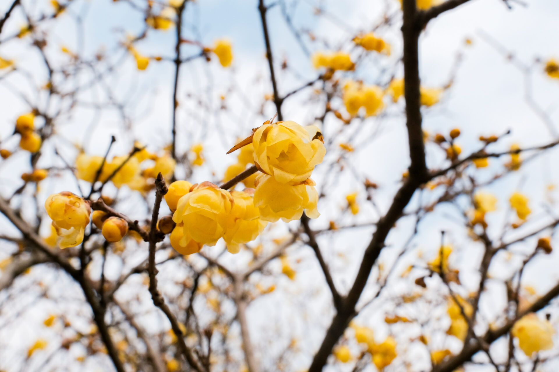 蝋梅の花