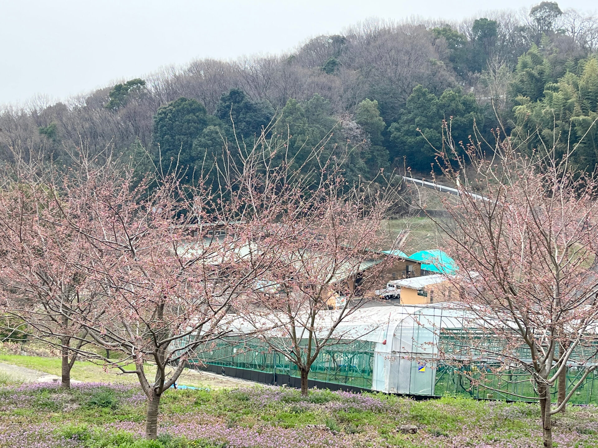 斜面の桜
