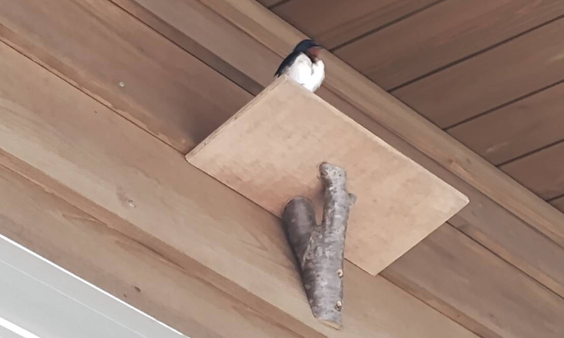 ツバメ