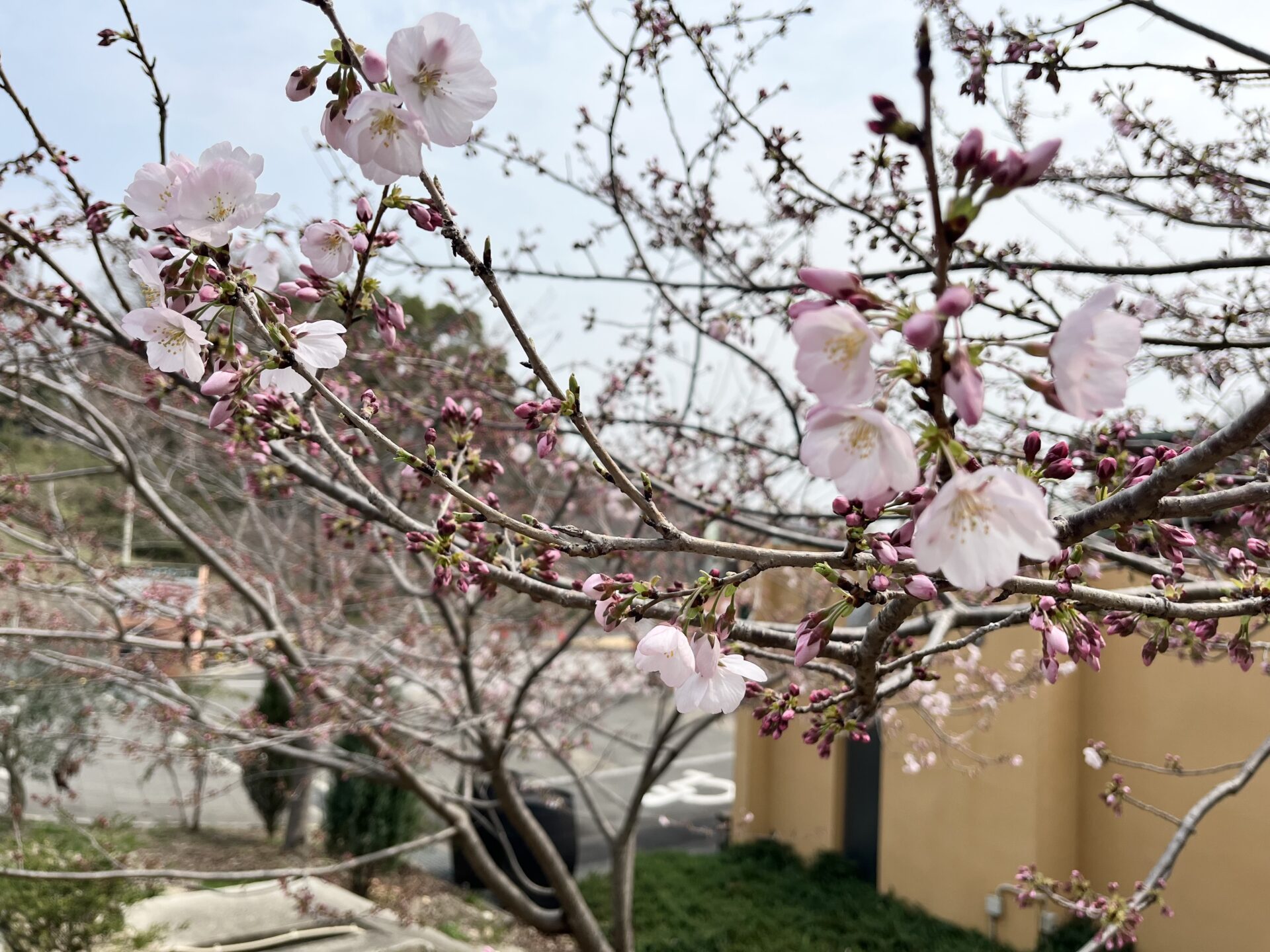 桜