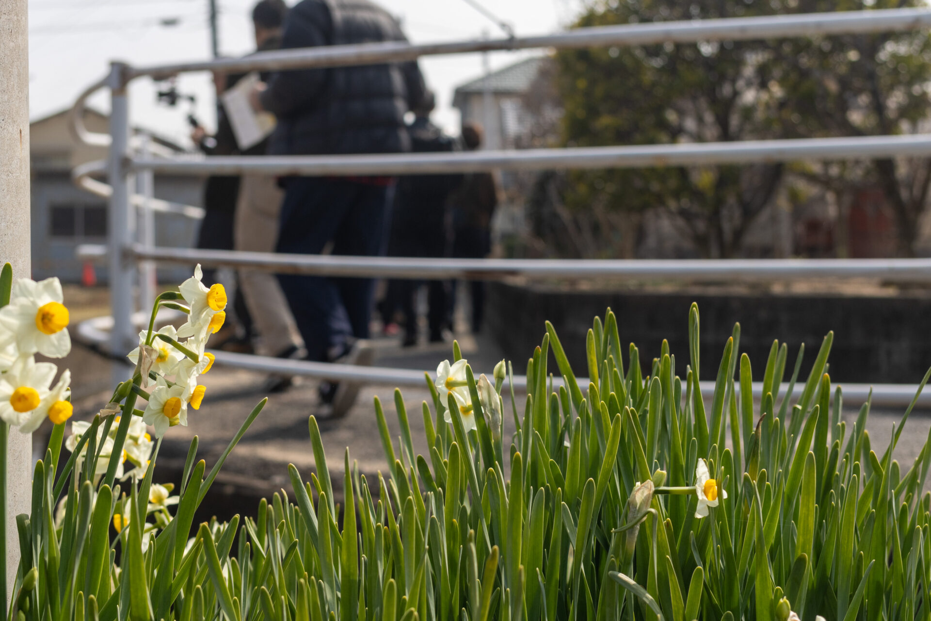 水仙の花咲く用水路の横を歩きます