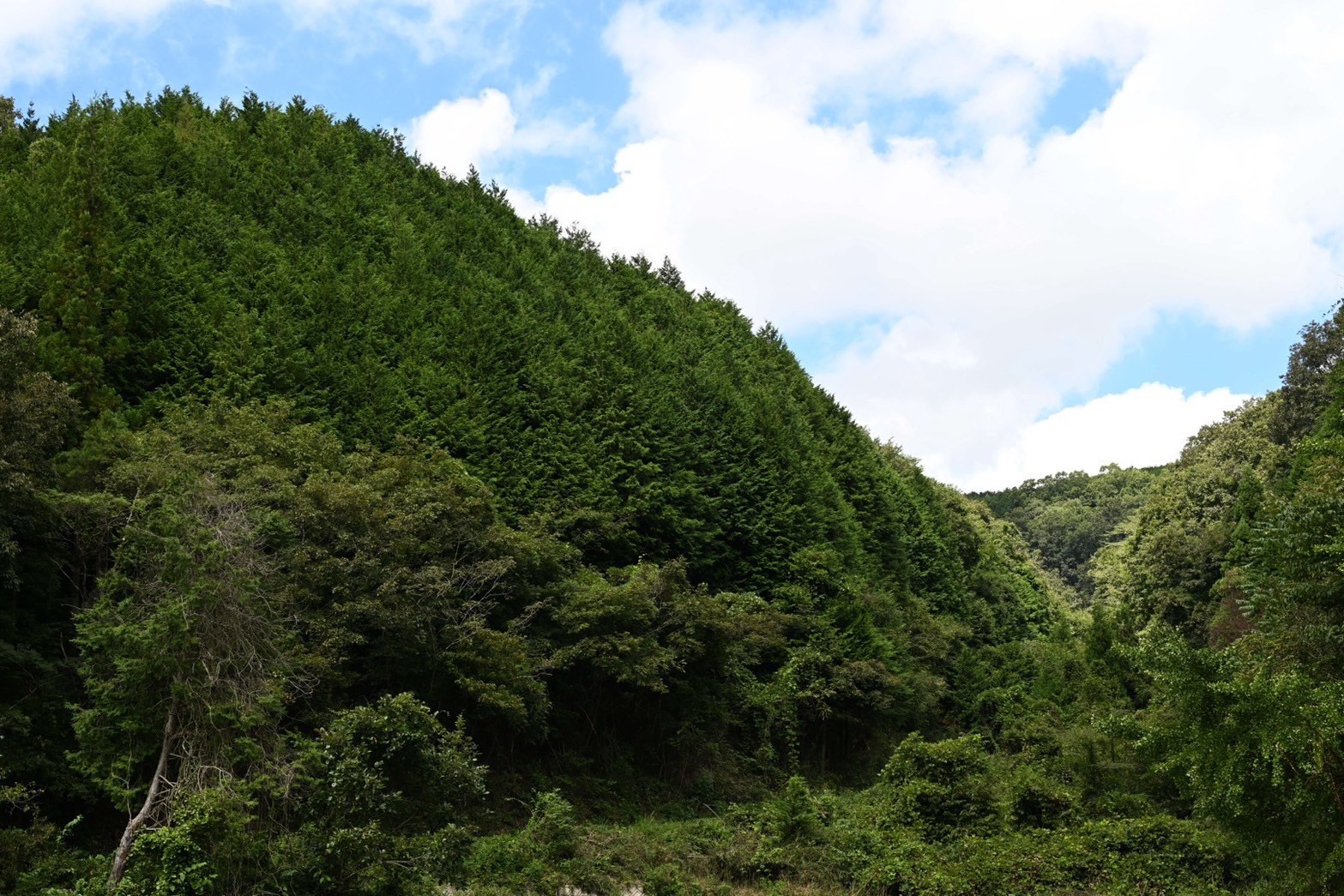 写真提供：USP株式会社　吉備中央町の山のようす