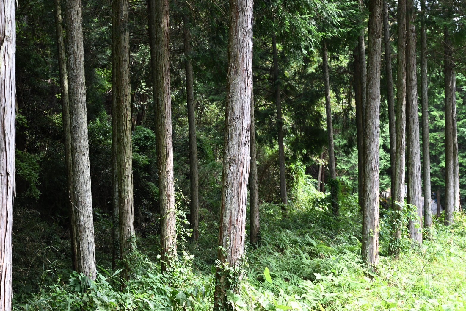 写真提供：USP株式会社　吉備中央町の森林