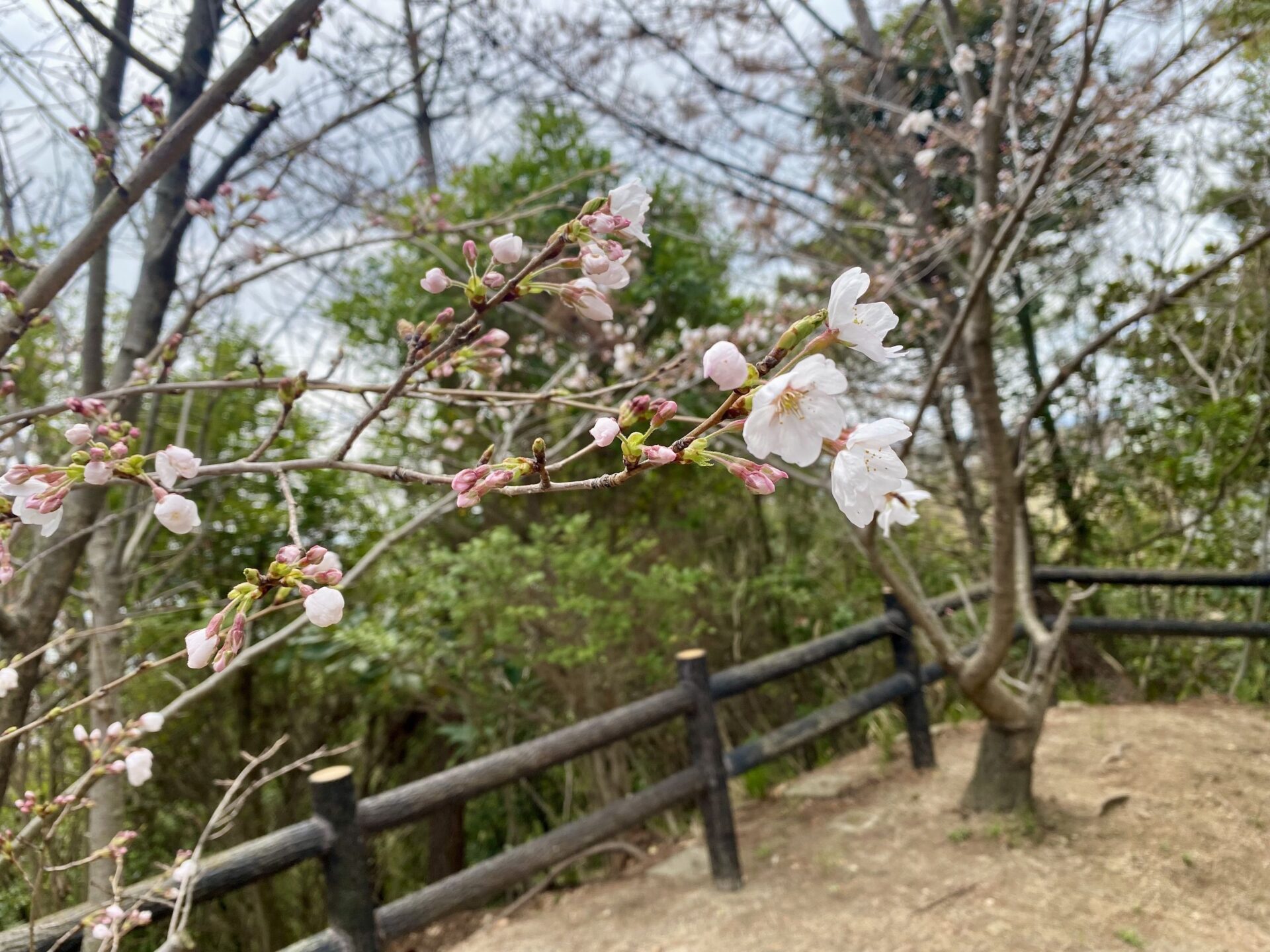 桜