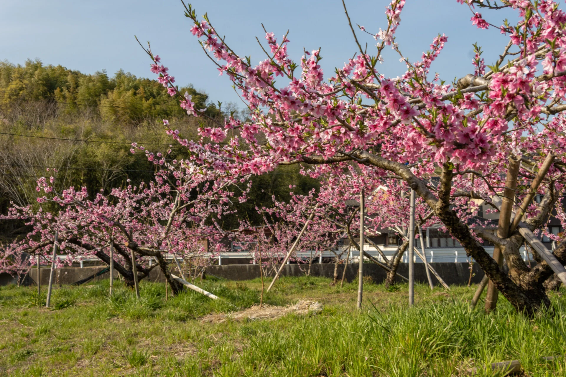 4月、桃の花が畑一面をピンクに染めます