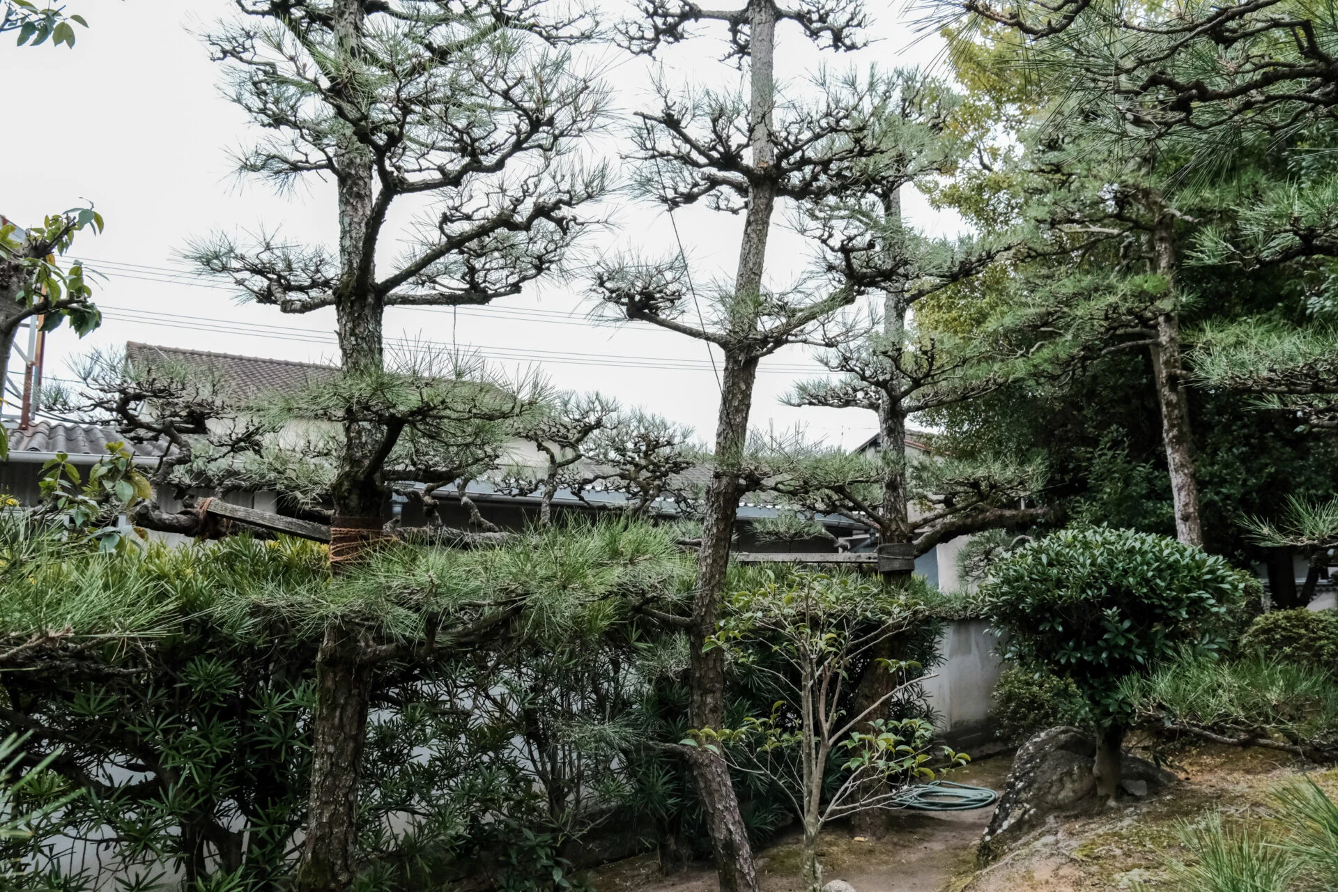 松の木