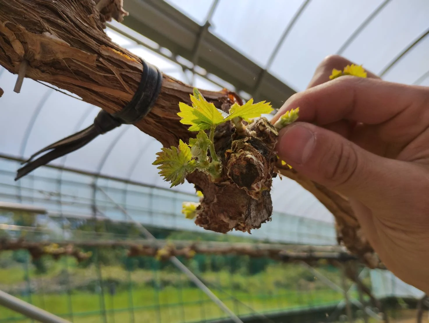 不要な芽を取り除く芽かき（4月下旬）