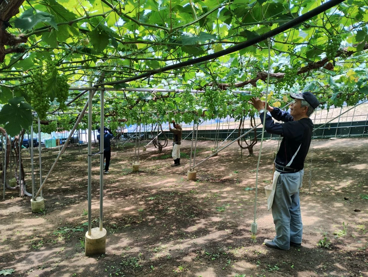 6月下旬の作業のようす