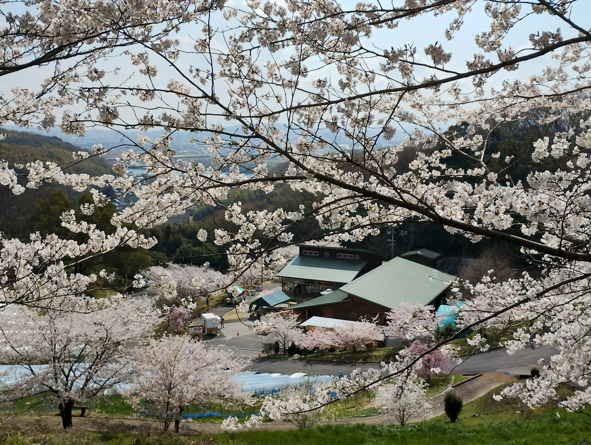 桜の時季のふなおワイナリー（写真提供：ふなおワイナリー）