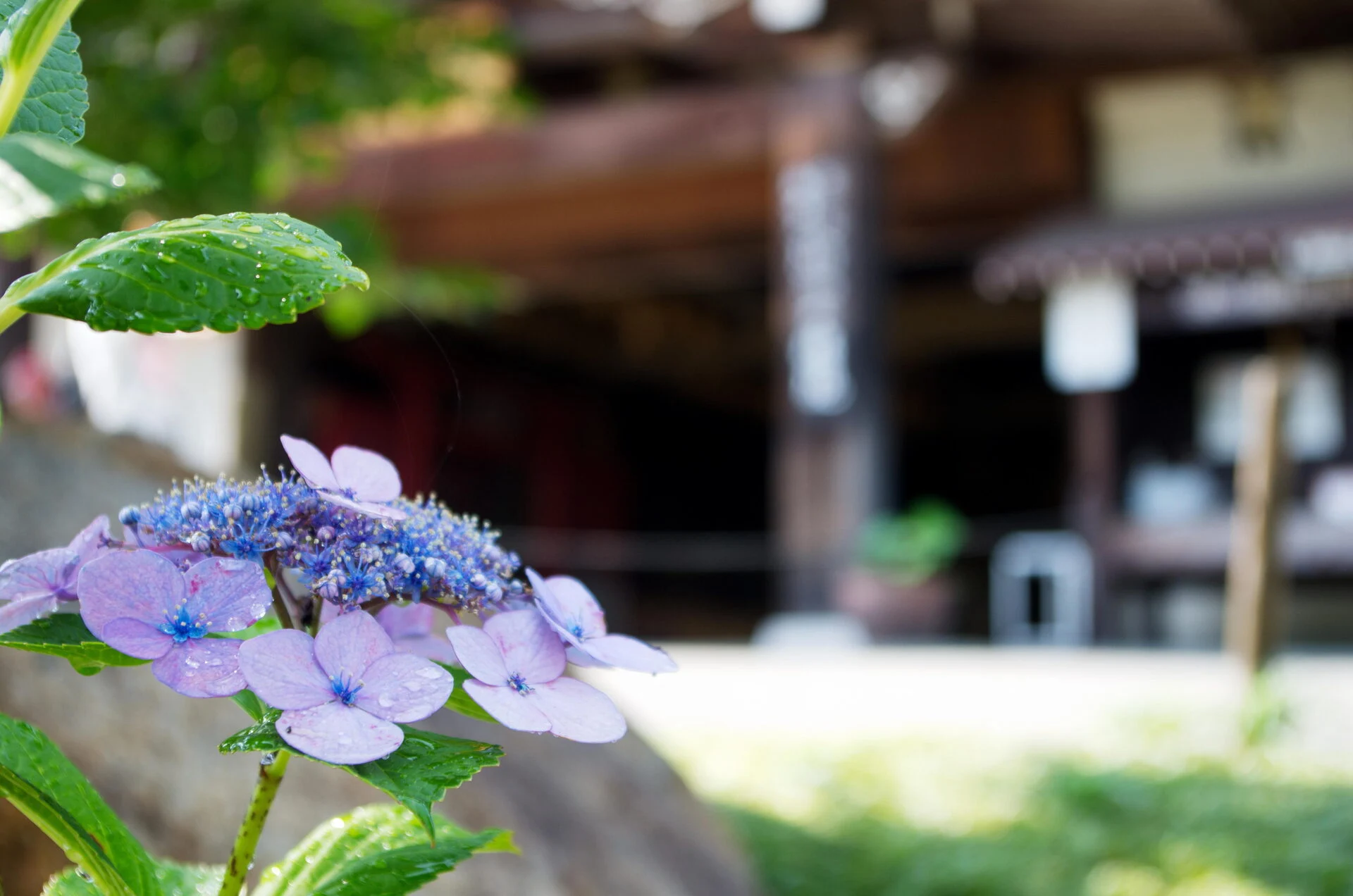 総本殿前に咲く紫陽花