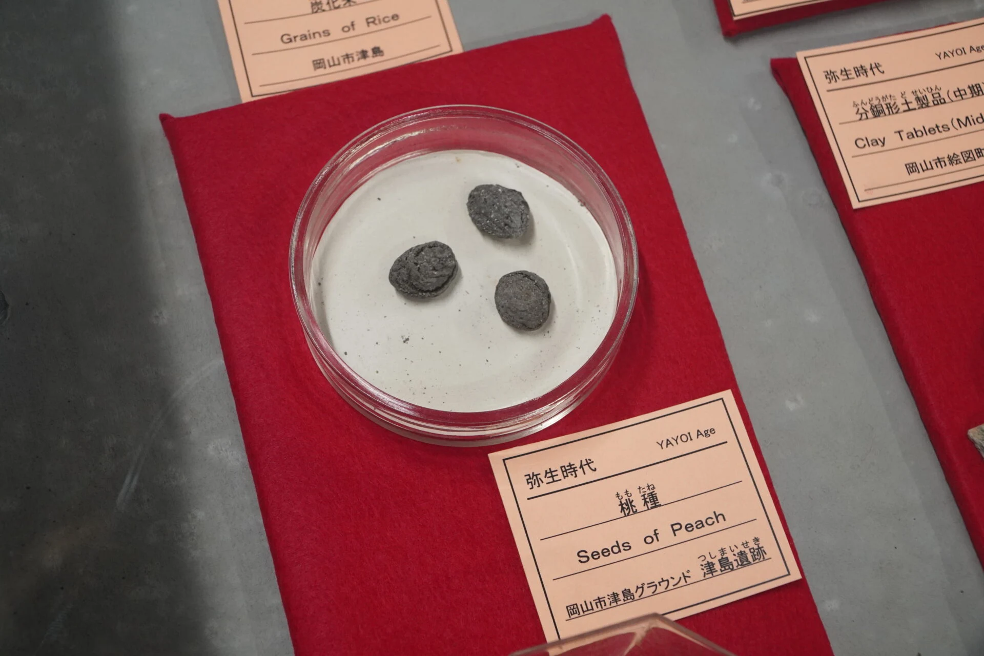 倉敷考古館に展示されている桃の種
