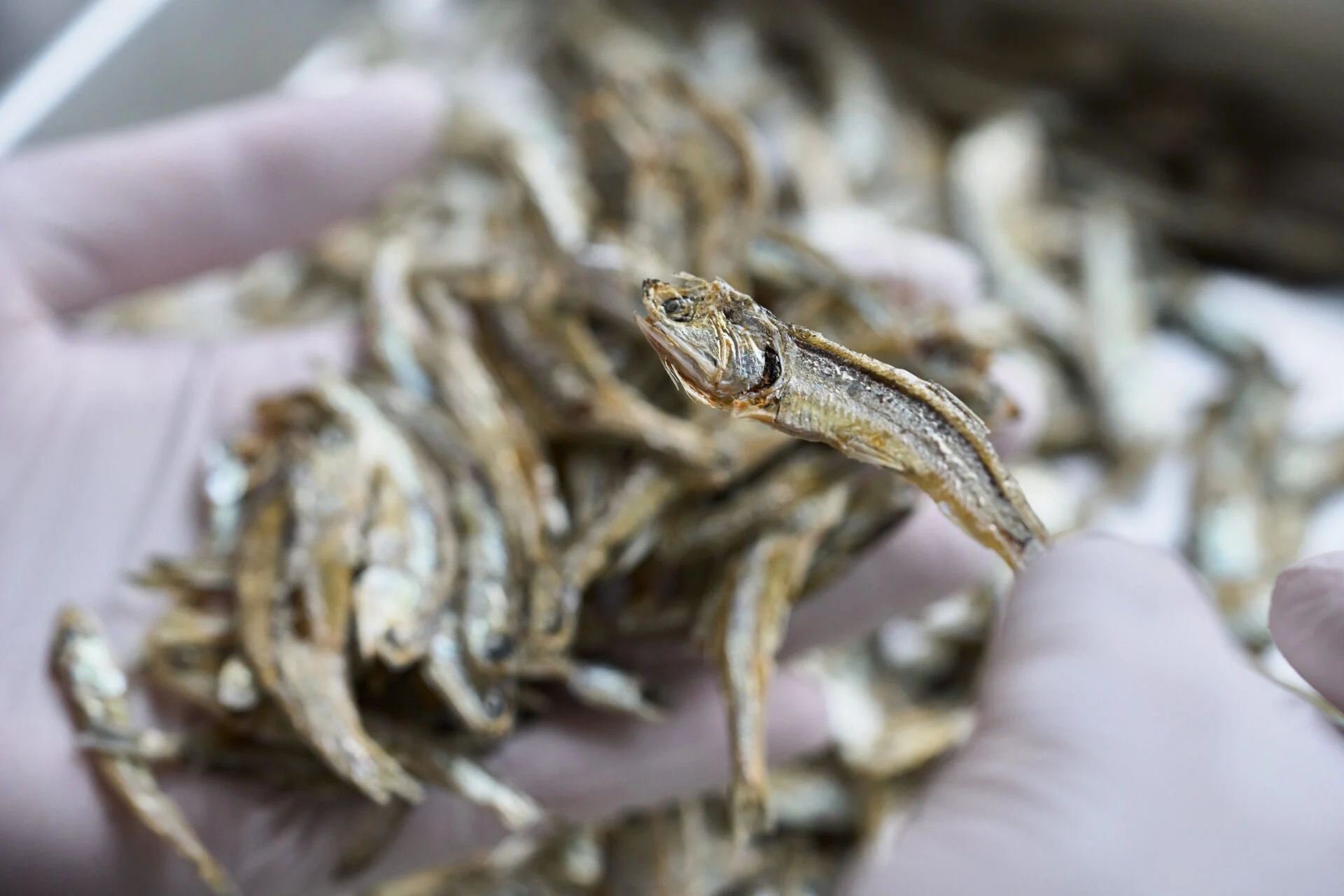 高温・高圧でプレスしているので、薄くパリパリの食感に(写真提供:海幸山幸本舗)