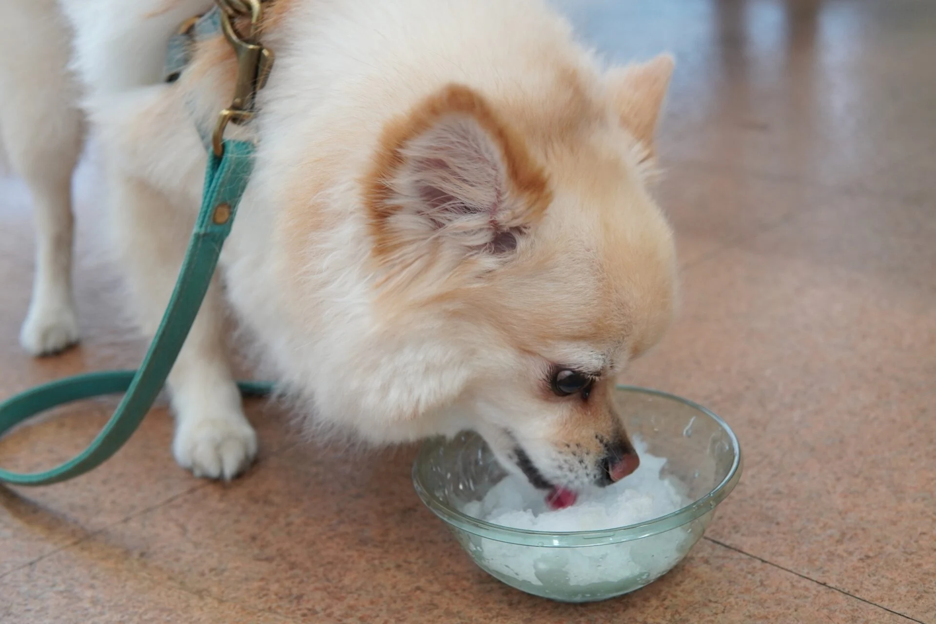 犬用かき氷