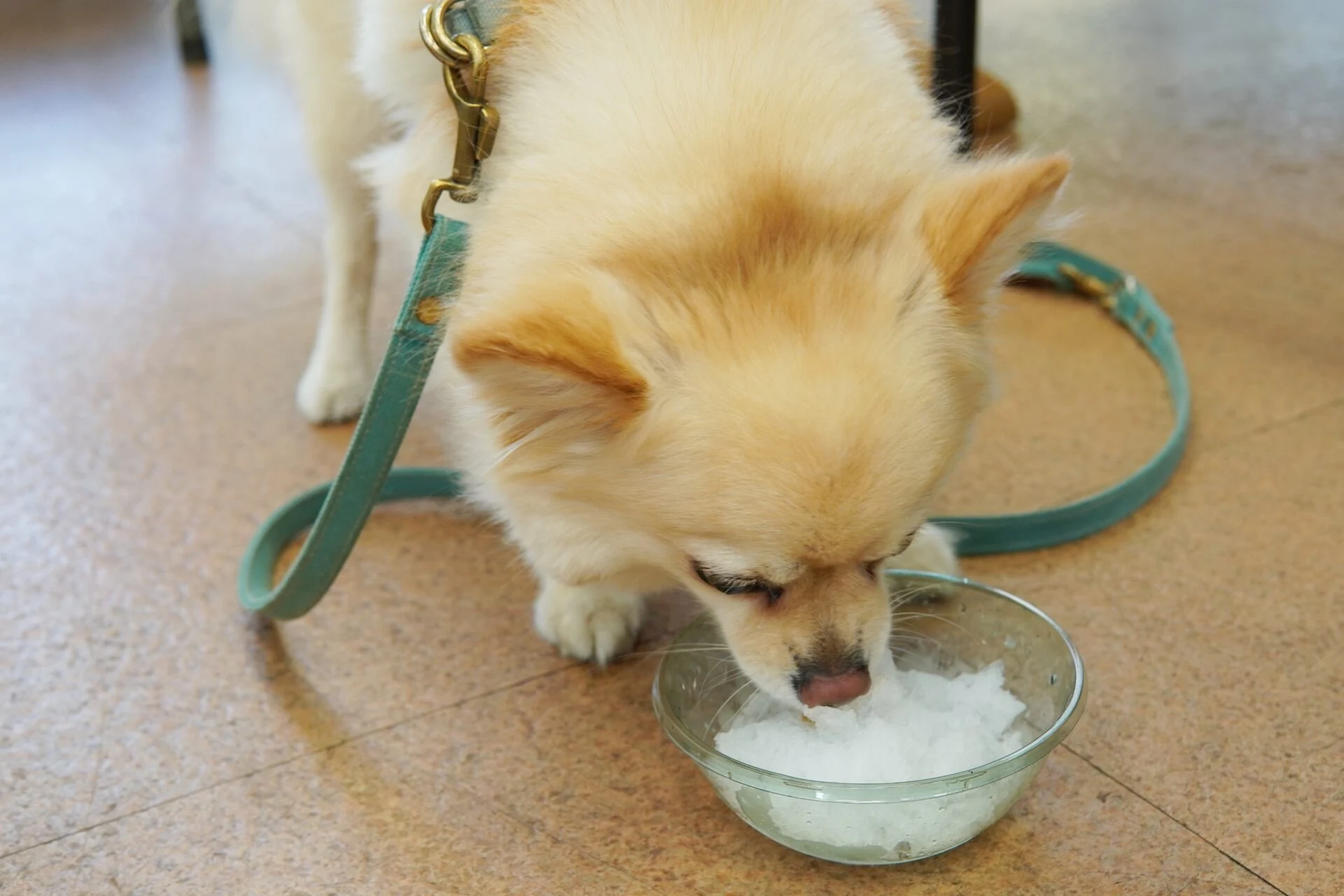 犬用かき氷