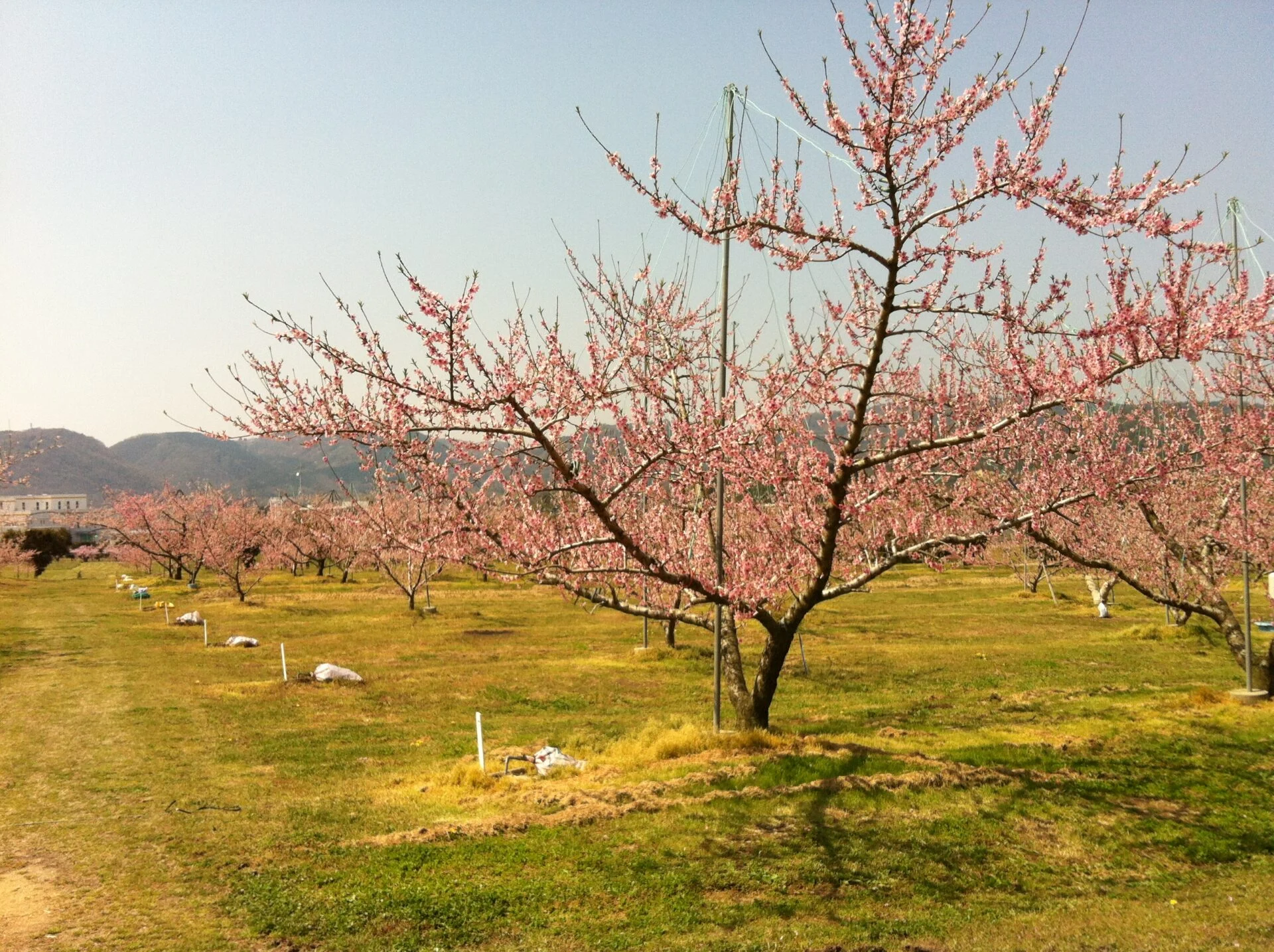 桃の花（画像提供： 岡山県農林水産総合センター 農業研究所）