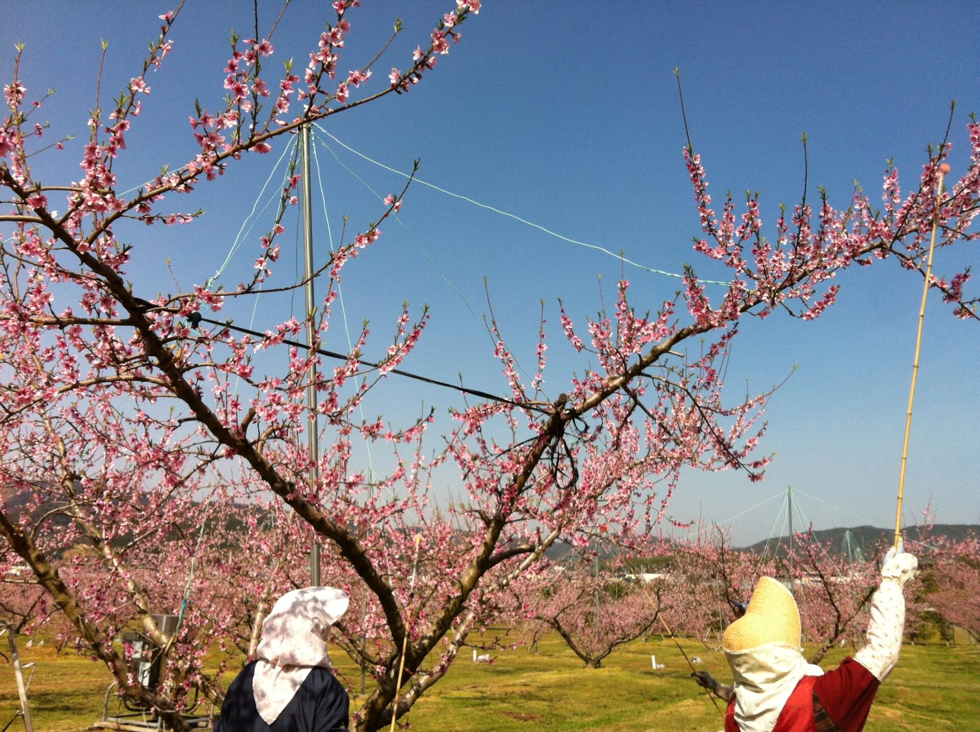 人工授粉（画像提供： 岡山県農林水産総合センター 農業研究所）