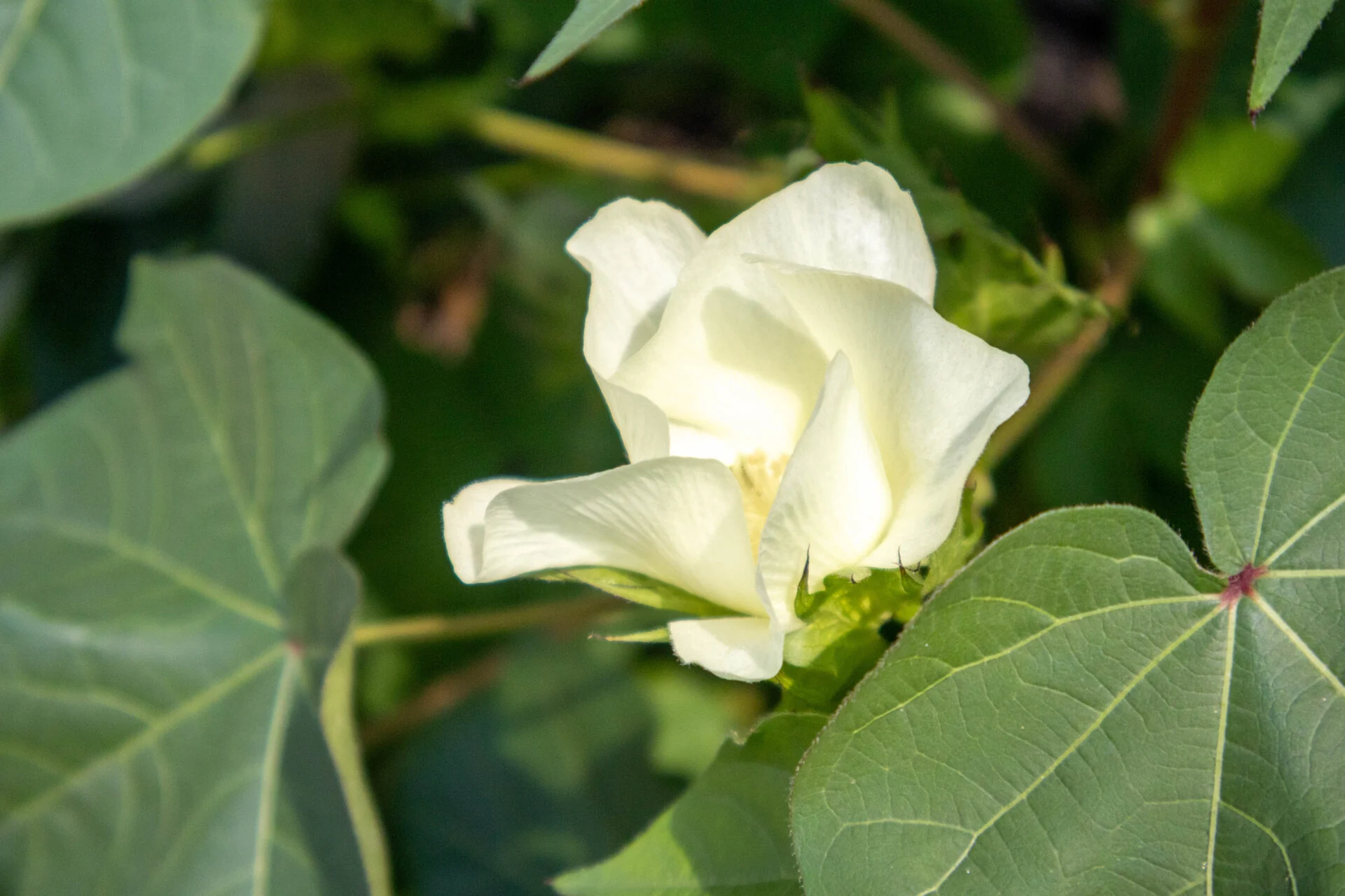 ジーンズミュージアム1のそばに植えられている綿花の花