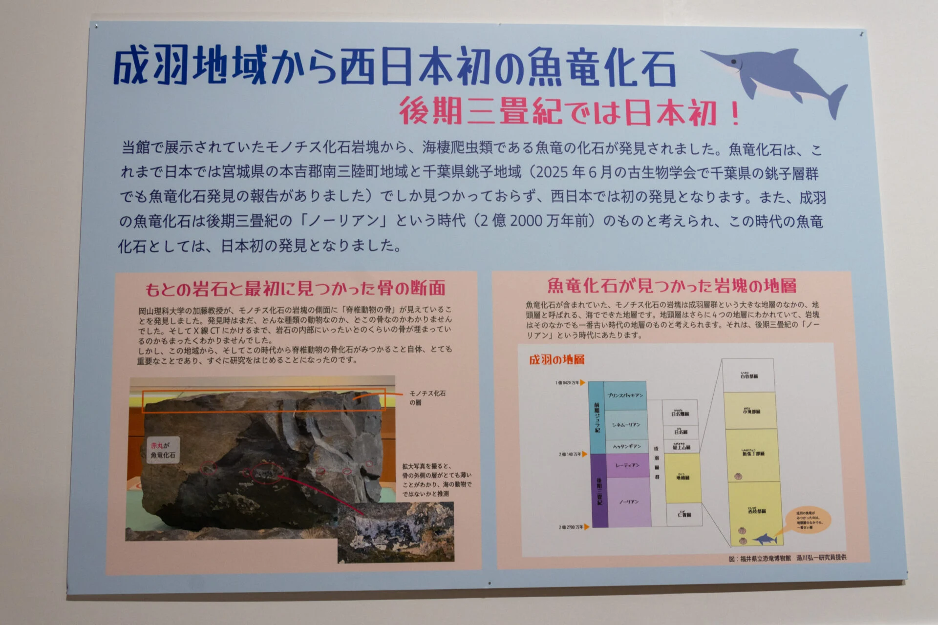 西日本では初めてとなる魚竜化石の発見でした
